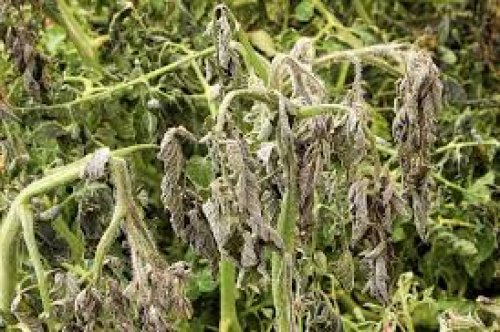 Frostbite hits Beitbridge, destroys crops