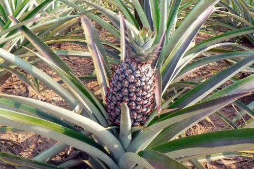 Pineapple farming changes Chimanimani woman’s life