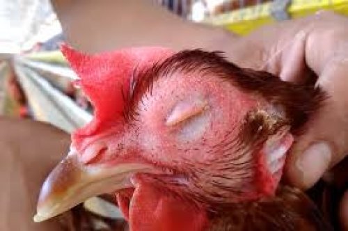 Two important poultry diseases you need to know about