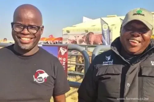 Zimbabwean Sets New Auction Record in South Africa with R8 Million Boran Bull Purchase