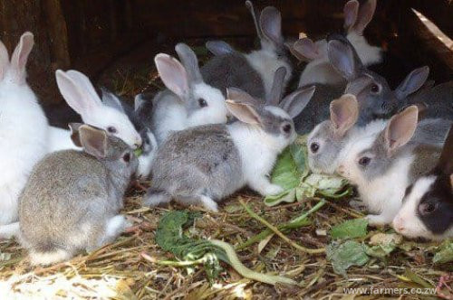 Efforts to address unexplained rabbit deaths
