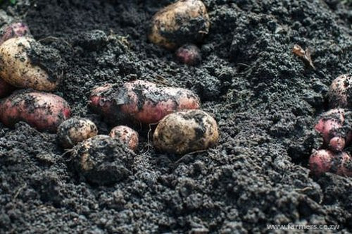 FAO supports Zim’s agric 2030 vision