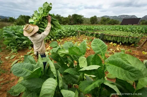 Timb unveils new tobacco pricing model 2025