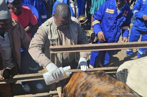 Zimbabwe  launches a Digital Livestock Stock Card to Modernise Farming Sector