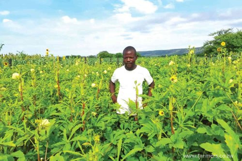 Here is how Pollinator revolution  renewed hope for a  Kariba farmer