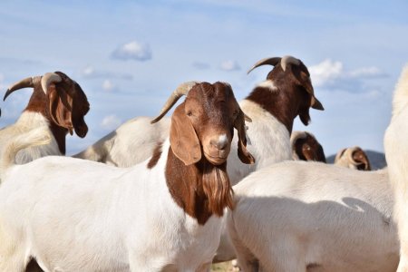 GOAT AND PIG FARMING MANUALS